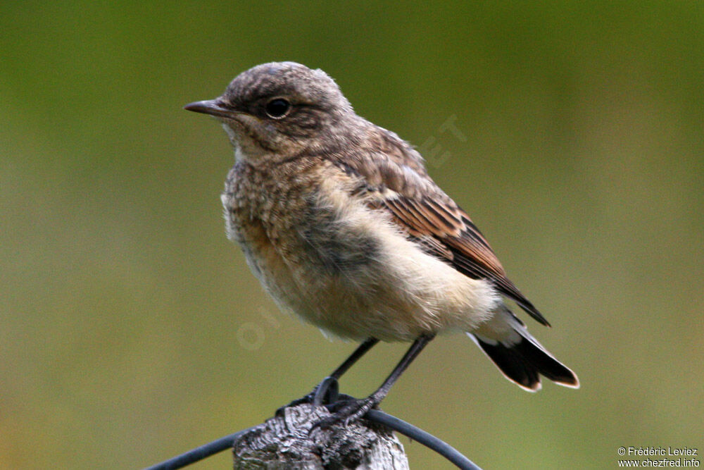 Northern WheatearFirst year, identification