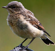 Northern Wheatear