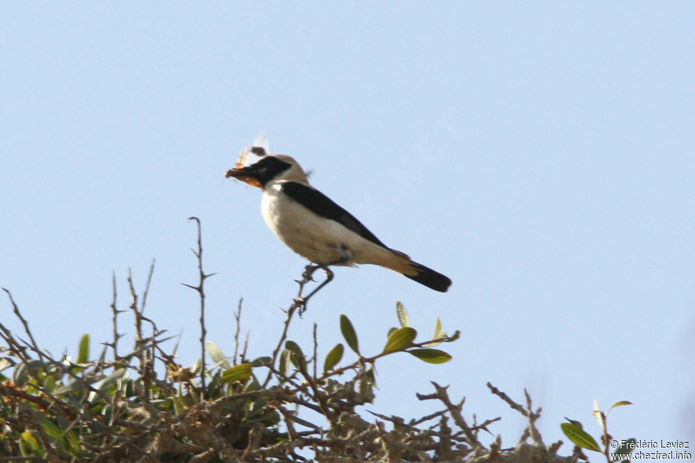 Black-eared Wheatearadult