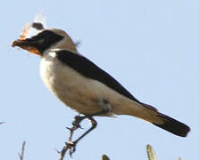 Western Black-eared Wheatear