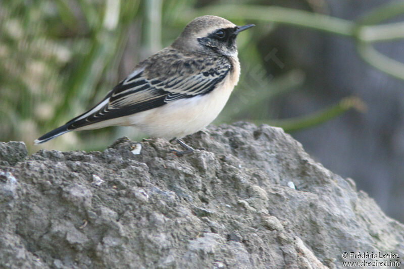 Pied Wheatear male adult post breeding