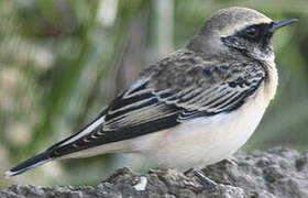 Pied Wheatear