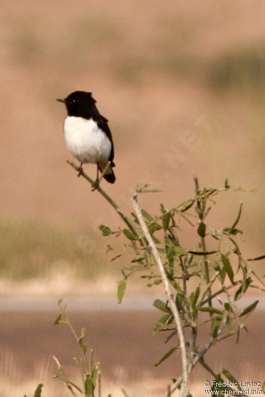 Traquet variableadulte, identification