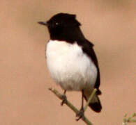 Variable Wheatear