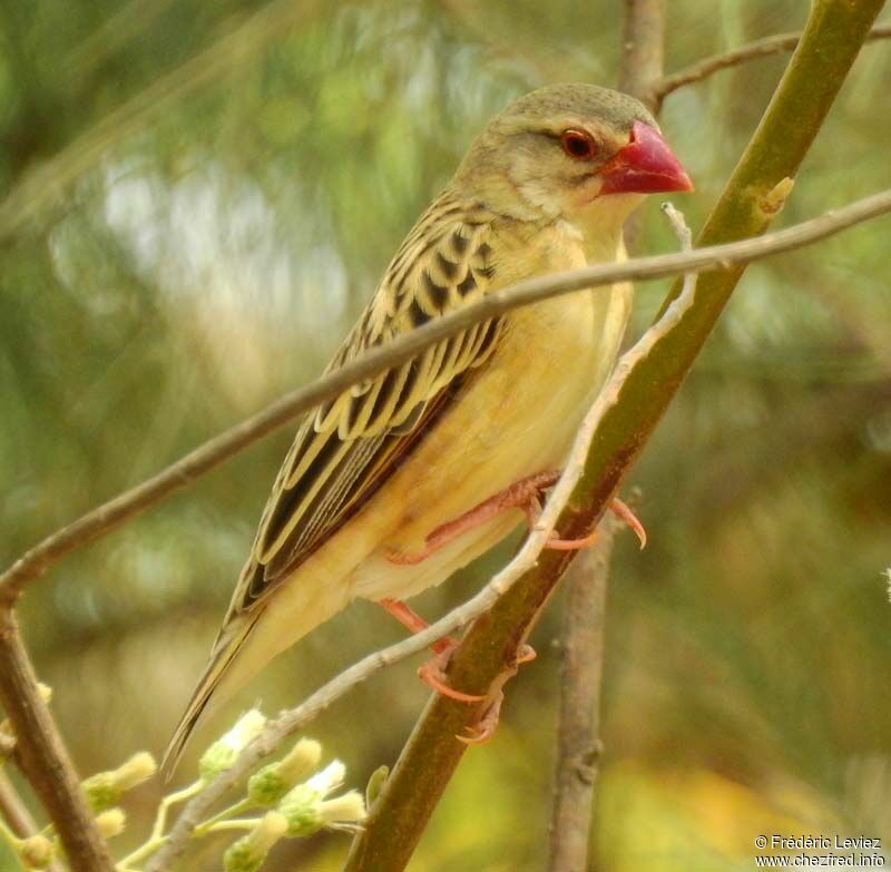 Red-billed Queleaadult post breeding, identification, close-up portrait