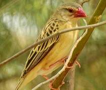 Red-billed Quelea