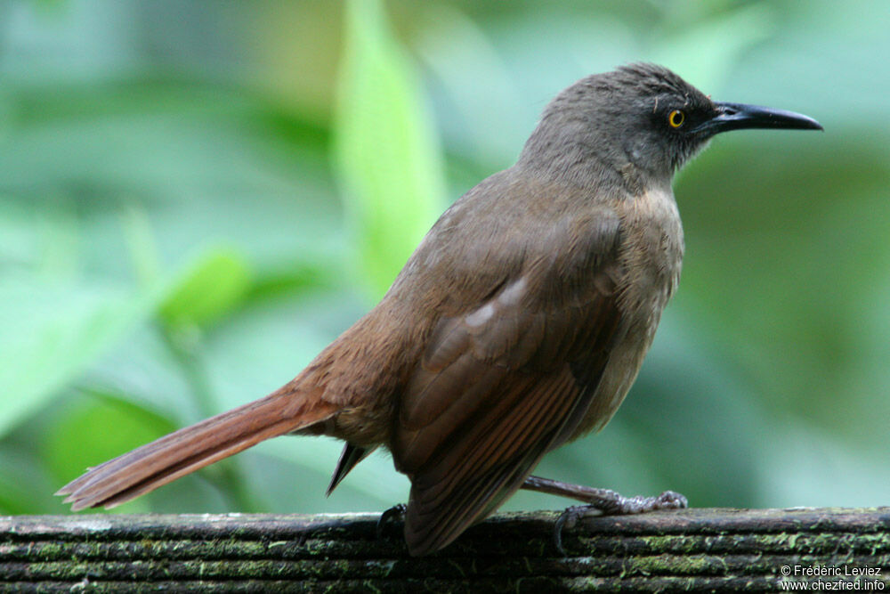 Brown Trembleradult, identification