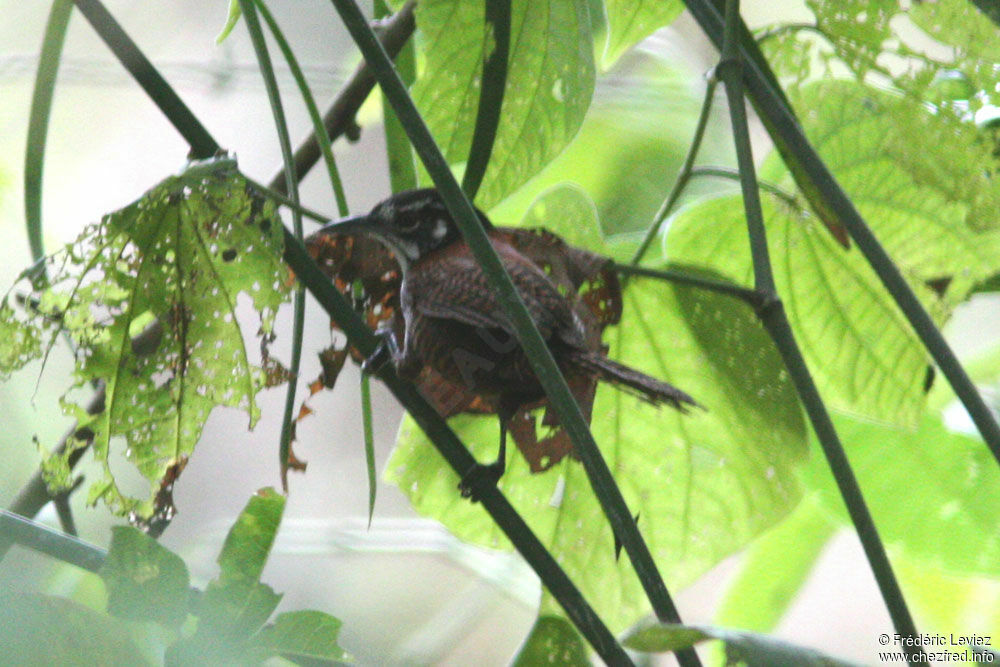 Bay Wrenadult, identification