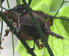 Bay Wren