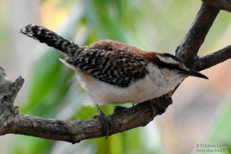 Rufous-backed Wrenadult, identification