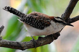 Rufous-backed Wren