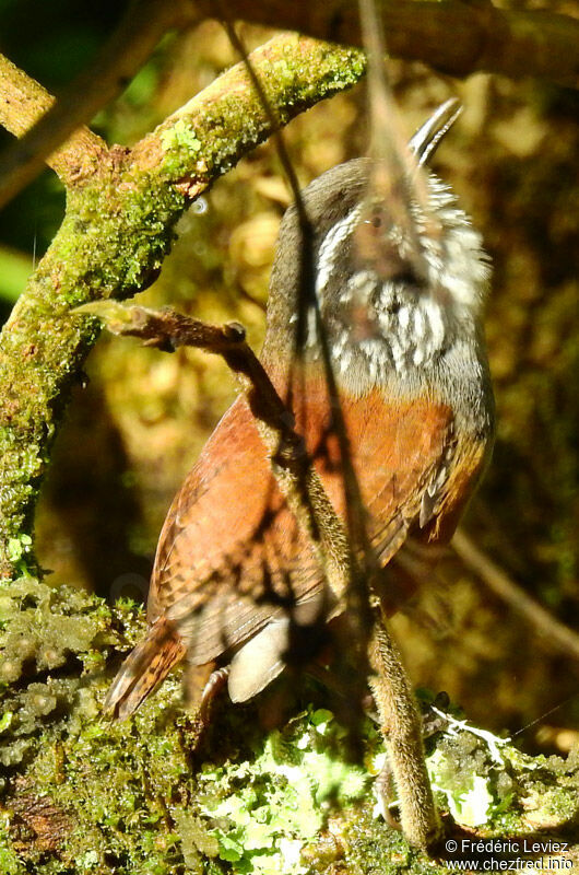 Grey-breasted Wood Wrenadult, identification
