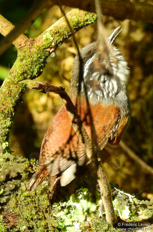 Troglodyte à poitrine griseadulte, identification