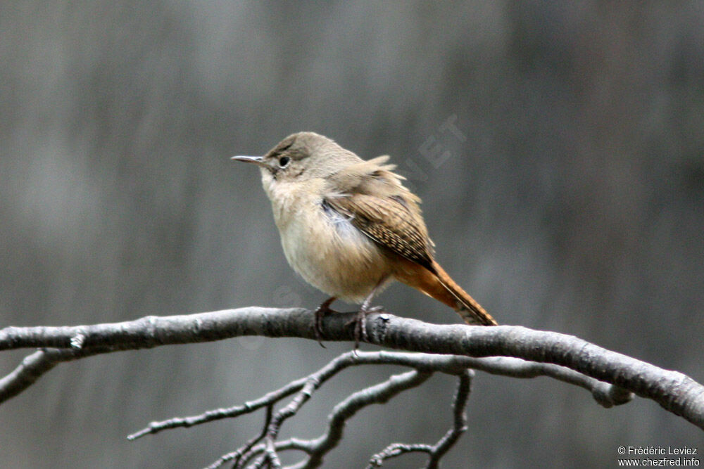 House Wren (musculus)adult