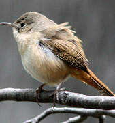 House Wren (musculus)