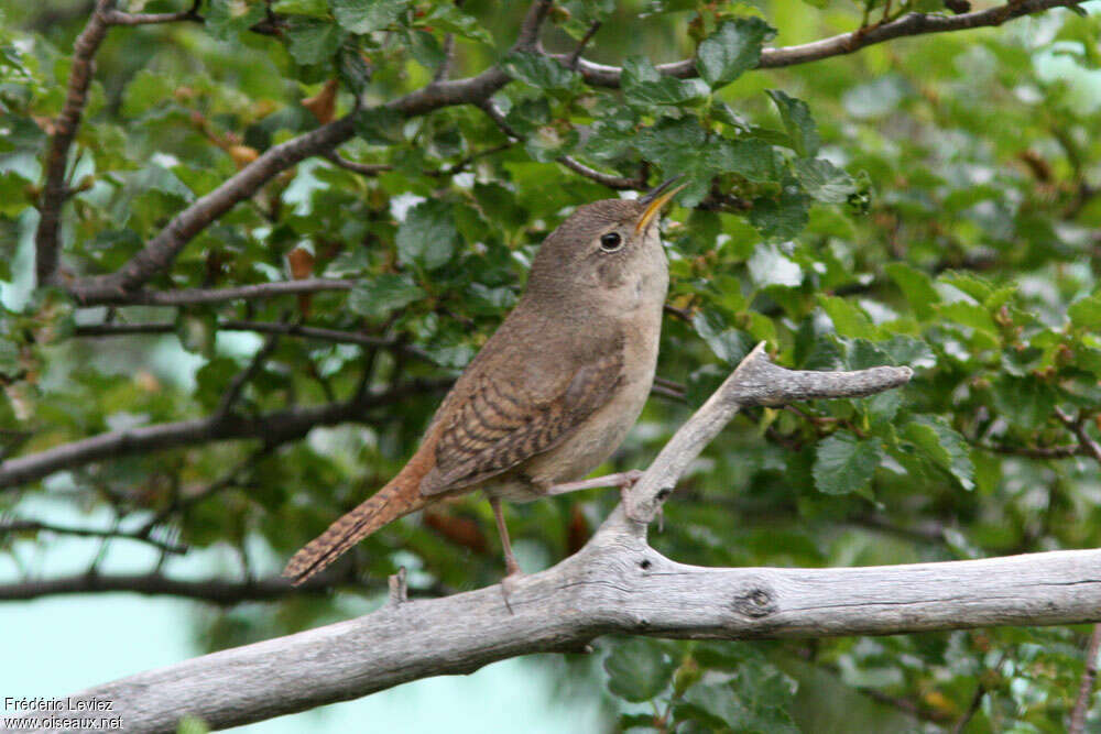 House Wren (musculus)adult