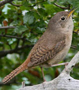 House Wren (musculus)