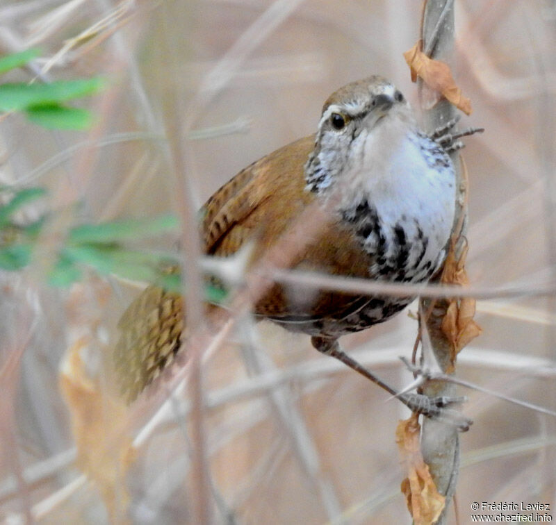 Banded Wren