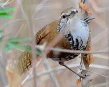 Banded Wren