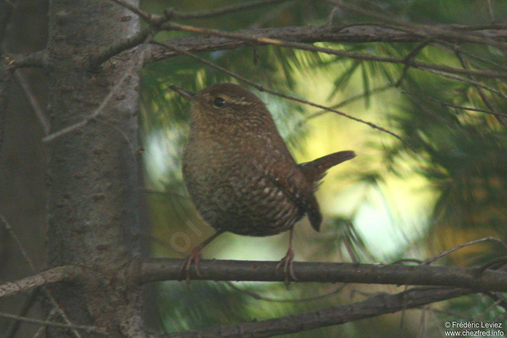 Troglodyte des forêts, identification