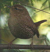 Winter Wren