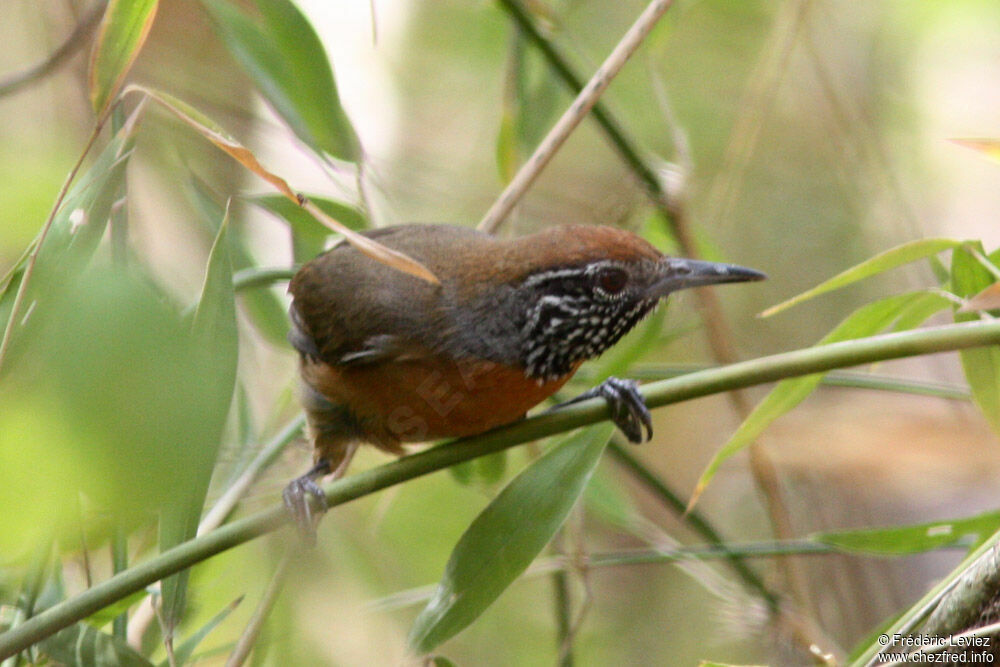 Troglodyte des halliersadulte, identification