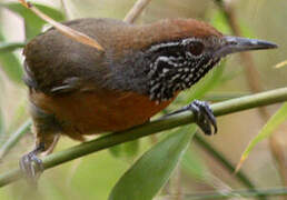 Rufous-breasted Wren