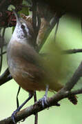 Isthmian Wren