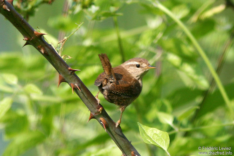 Eurasian Wrenadult