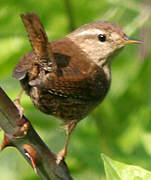 Eurasian Wren