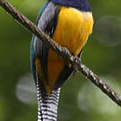 Trogon à lunettes jaunes