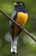 Trogon à lunettes jaunes