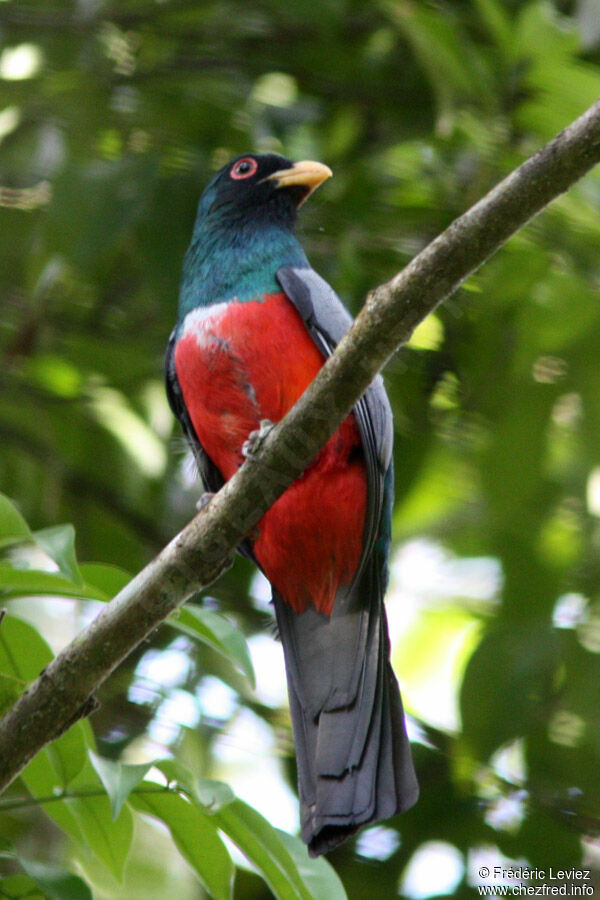 Trogon à queue noire mâle adulte, identification