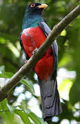 Trogon à queue noire