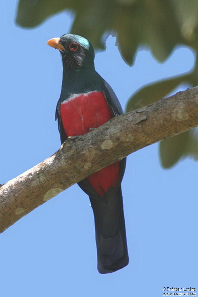 Trogon à queue noire mâle adulte