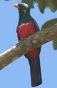 Black-tailed Trogon