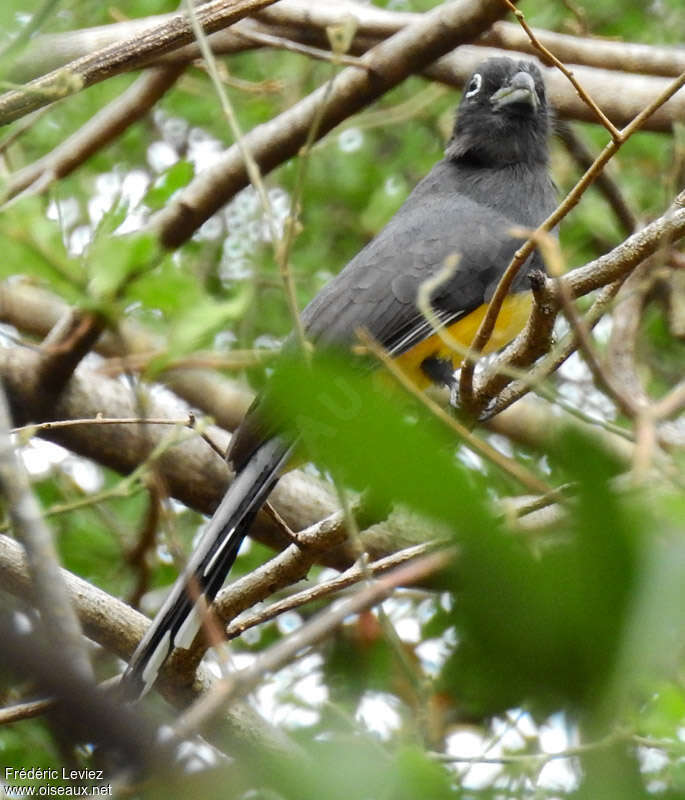 Trogon à tête noire femelle adulte, habitat