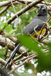 Trogon à tête noire