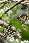 Trogon à tête noire