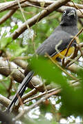 Trogon à tête noire