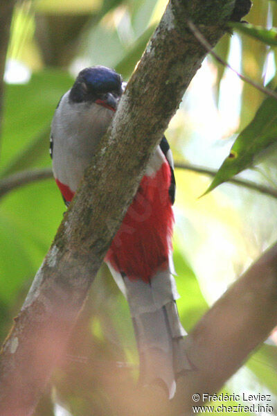 Cuban Trogonadult