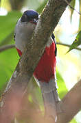 Trogon de Cuba