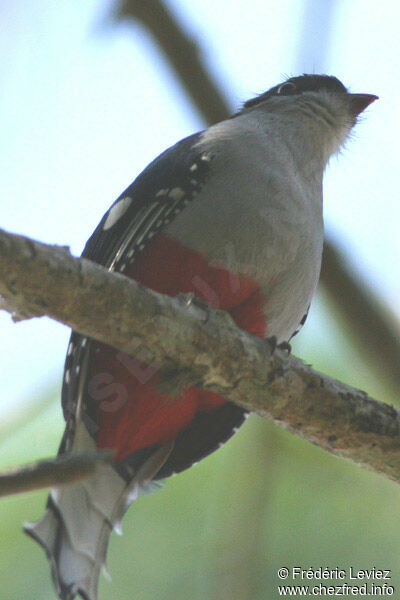 Cuban Trogonadult