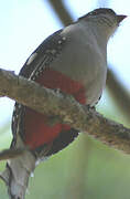 Trogon de Cuba