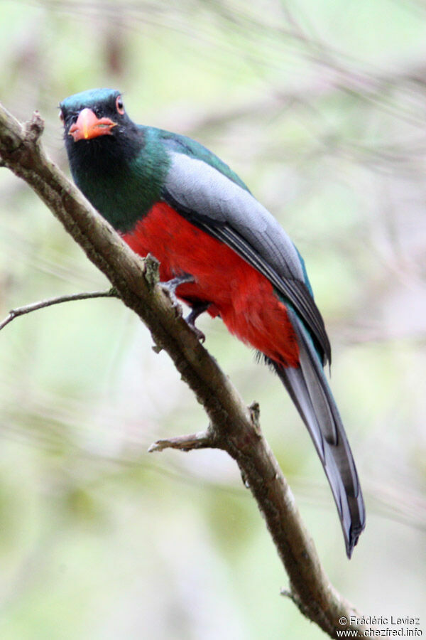 Trogon de Masséna mâle adulte, identification