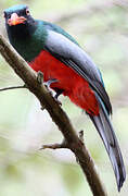 Slaty-tailed Trogon