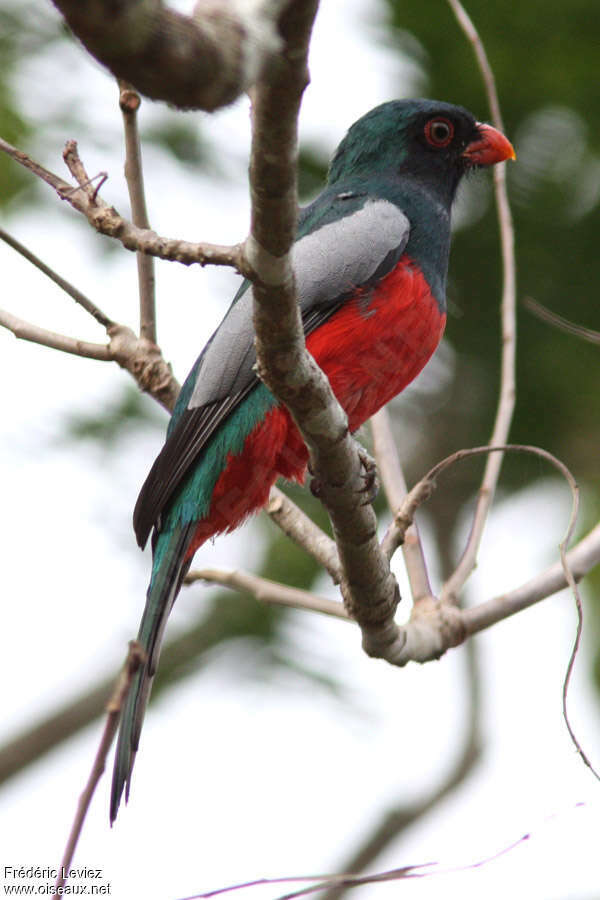 Trogon de Masséna mâle adulte, identification