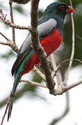 Slaty-tailed Trogon