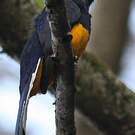Trogon de Panama