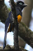 White-tailed Trogon